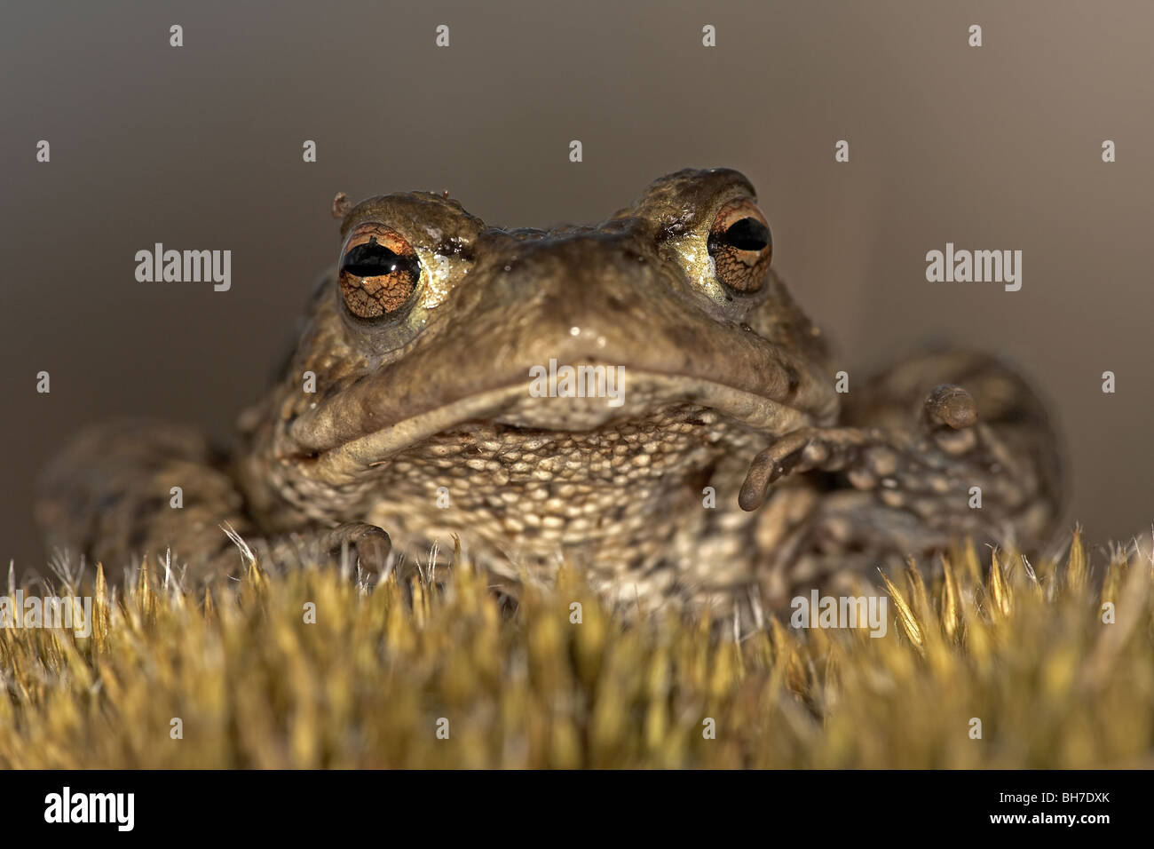 Common toad, Bufo bufo on way to breeding pond, Allerthorpe Common, East Yorkshire, UK Stock Photo