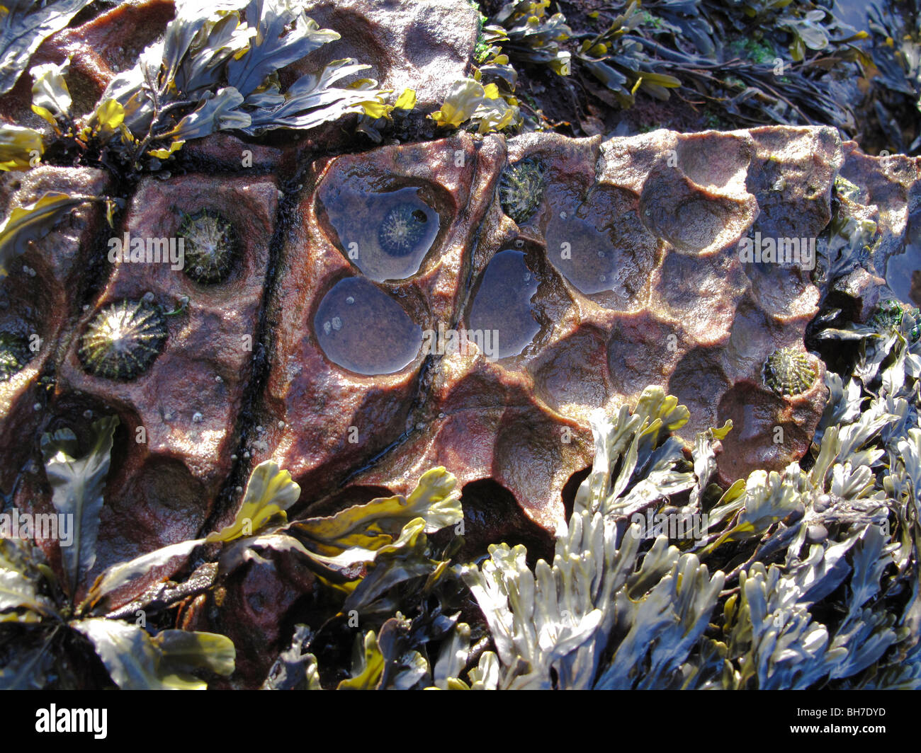 Common limpet Patella vulgata scars or 'home scars' in red sandstone, Montrose Bay, Scotland Stock Photo