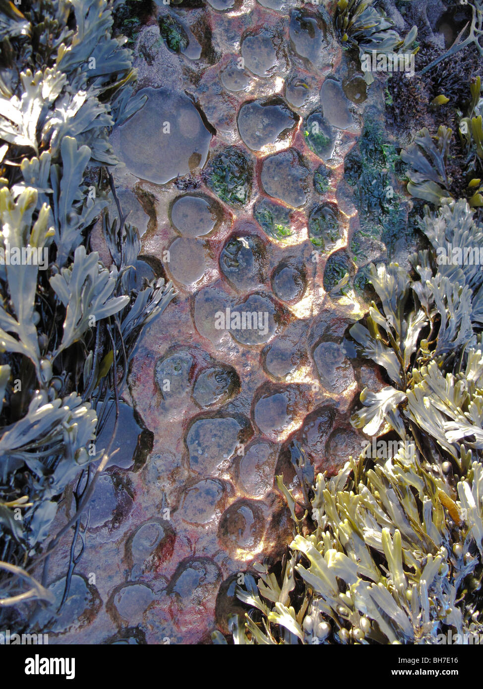 Common limpet Patella vulgata scars or 'home scars' in red sandstone, Montrose Bay, Scotland Stock Photo