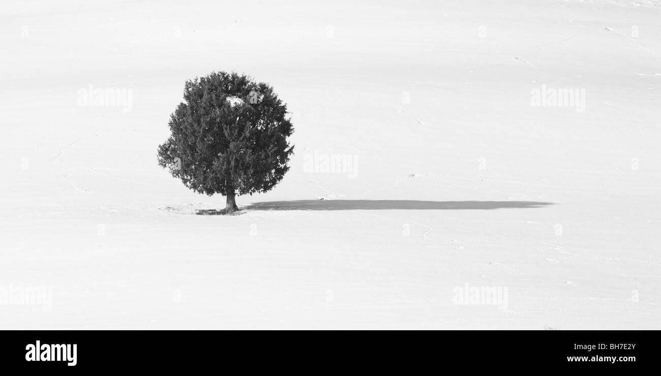 black and white photo of single evergreen tree in a snowy field Stock ...