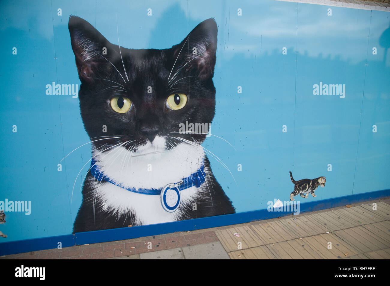 Battersea dogs home hires stock photography and images Alamy