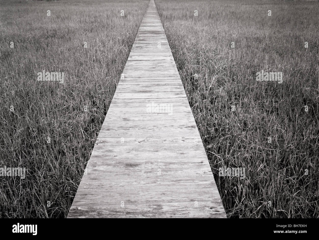 SOUTH CAROLINA - Walkway across a marsh. Stock Photo