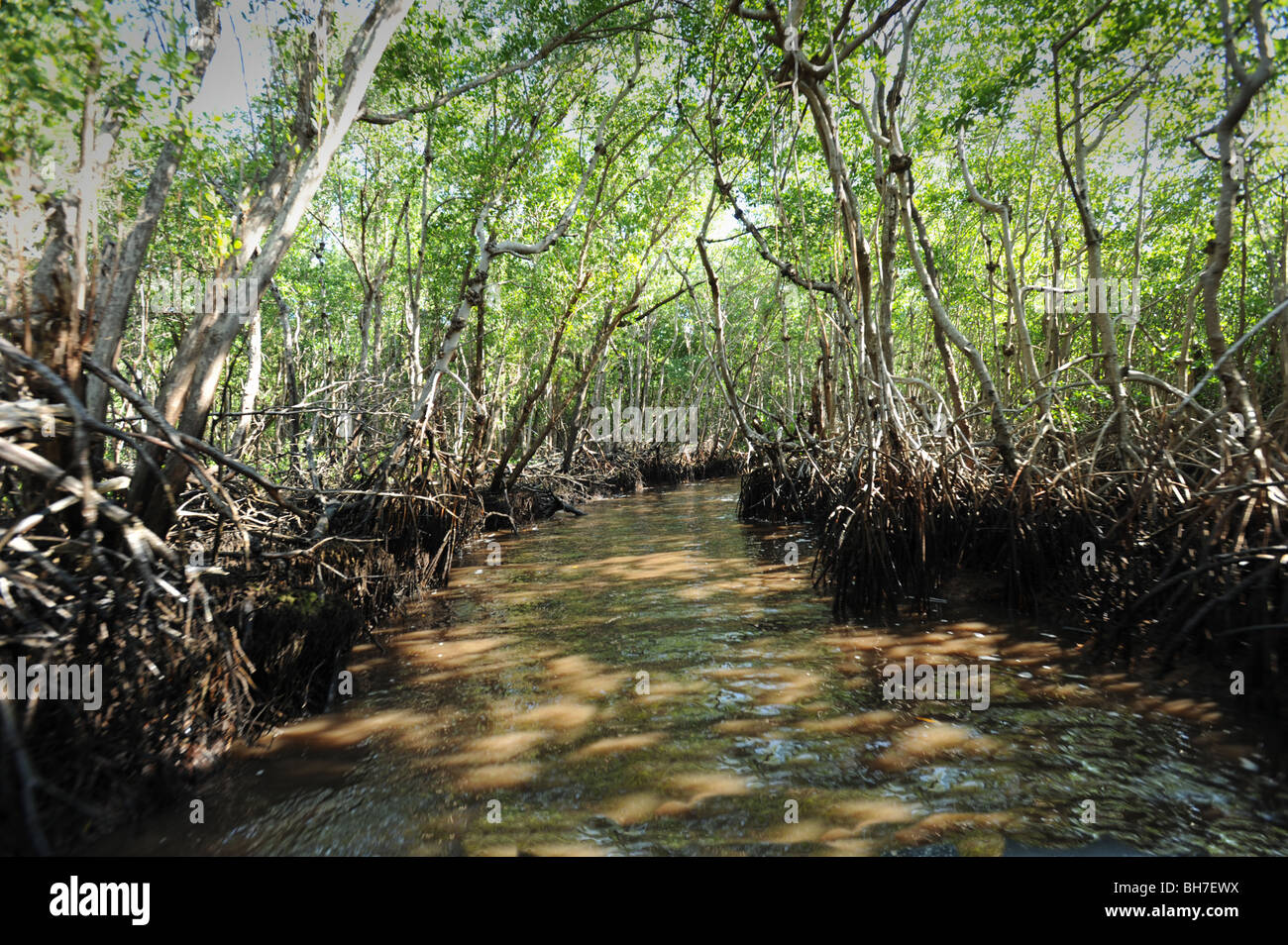 Mangrove trees in the swamplands of the Florida Everglades USA Stock Photo