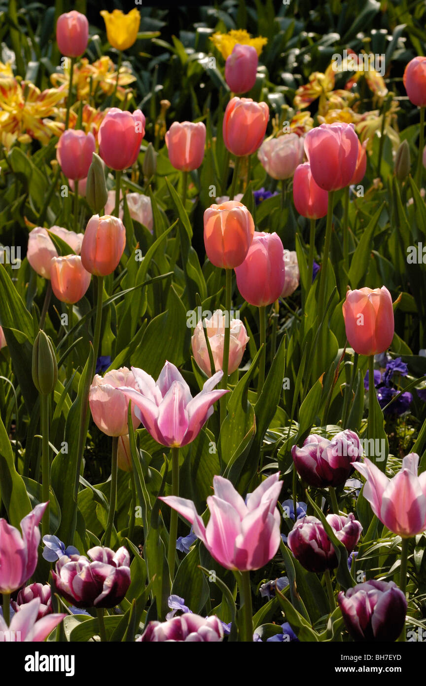 A beautiful tulip garden in Springtime Stock Photo - Alamy
