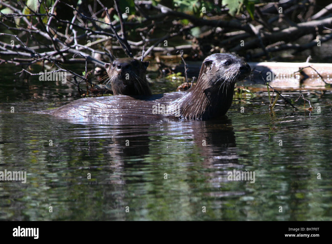 River otter, Lutra canadensis, Algonquin, Canada Stock Photo