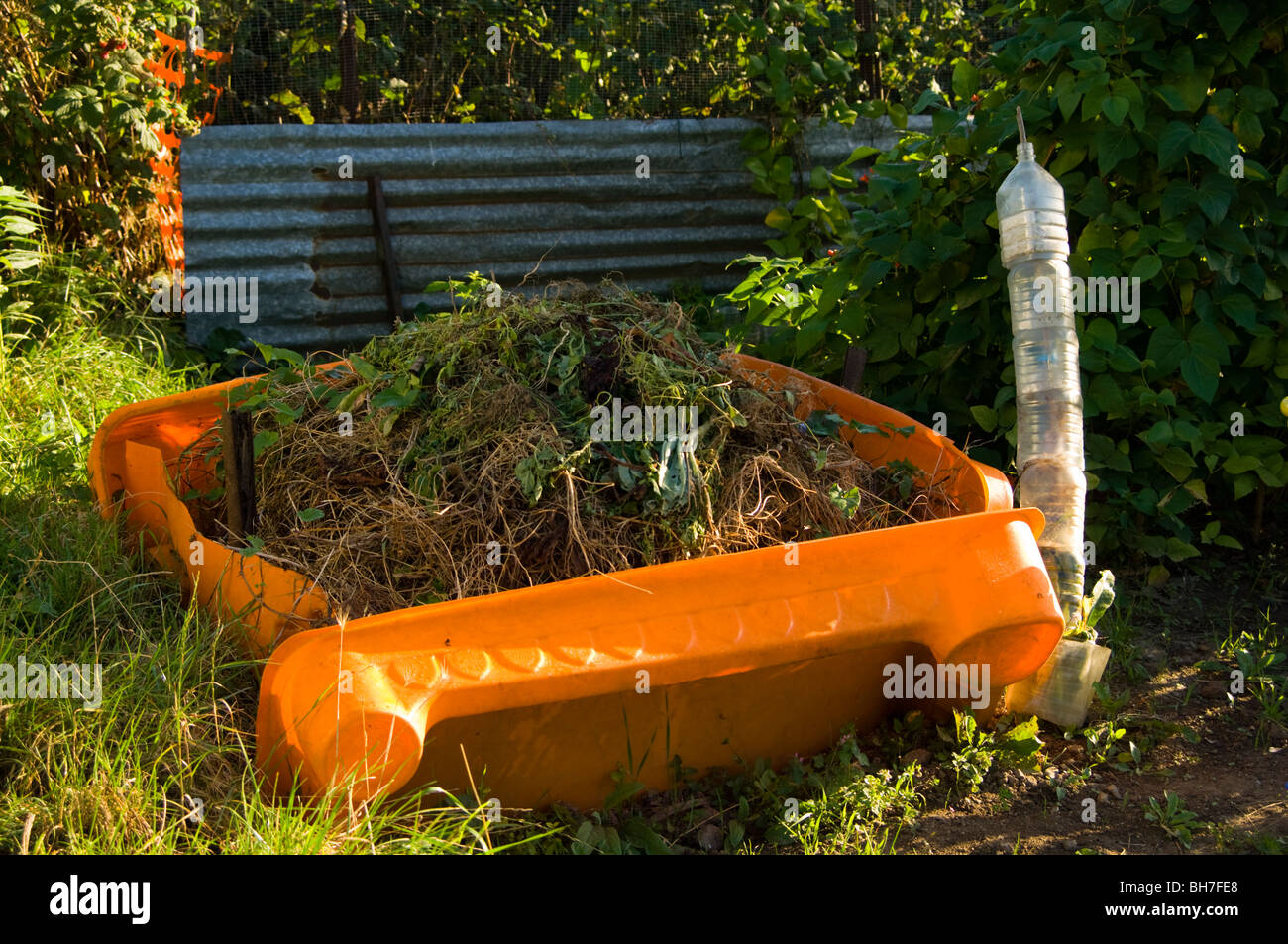 Compost heap on an allotment plot, also showing stack of cut down