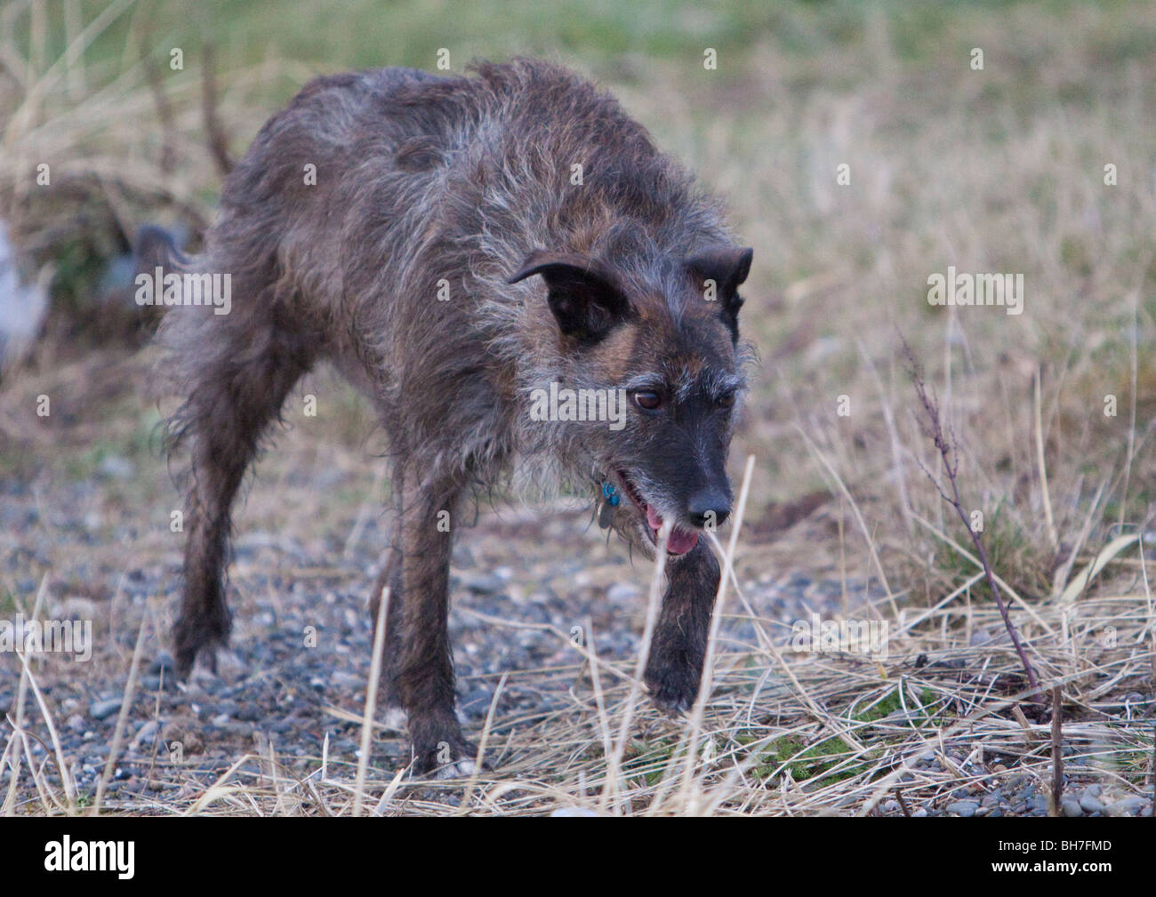Rough haired lurchers for sale Clearance