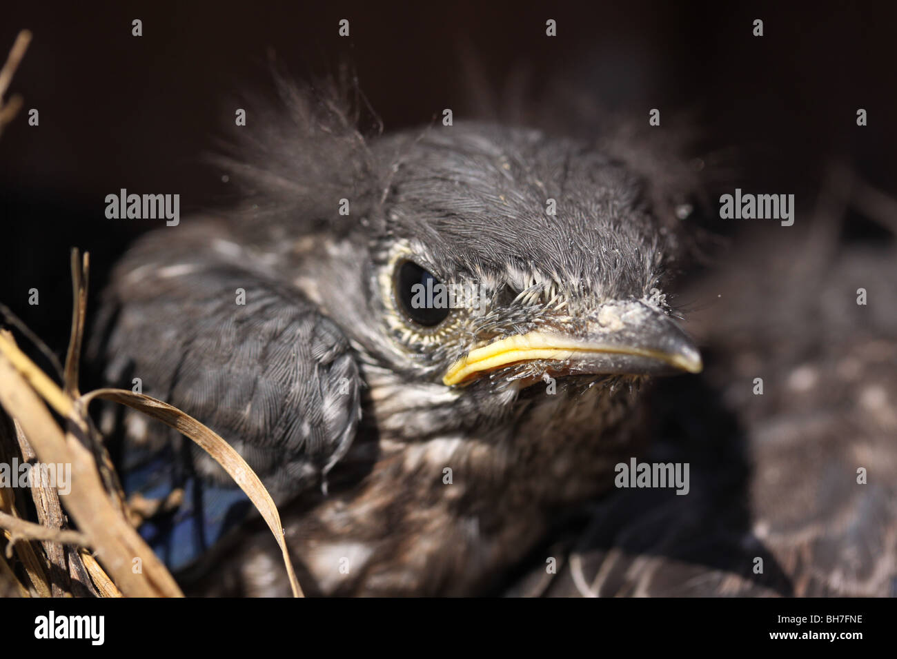 eastern bluebird young nest box Stock Photo Alamy