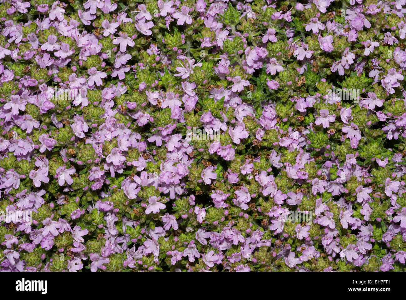 Flowering Cretan thyme (Thymus caespititius) Stock Photo