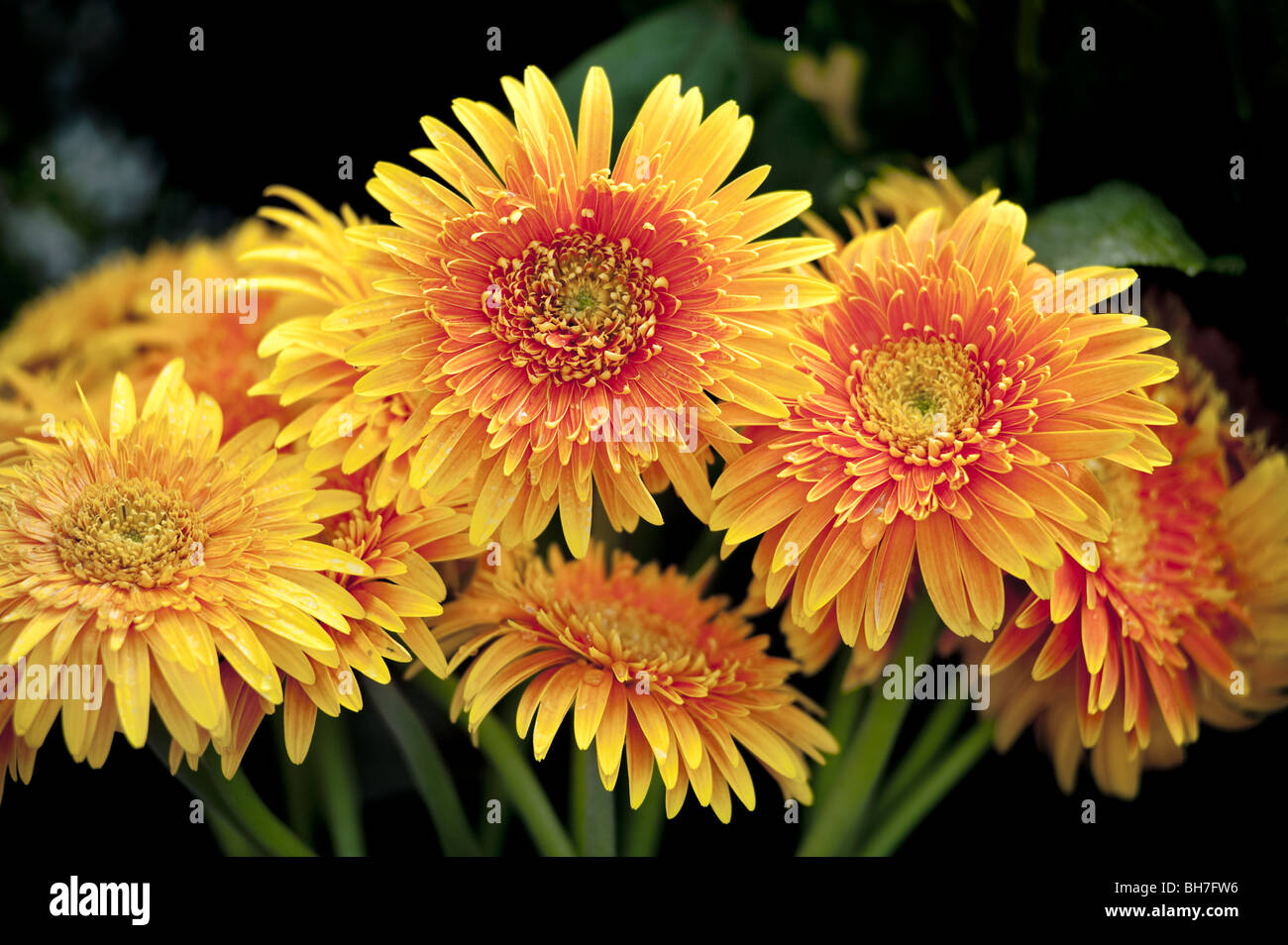 Yellow Gerbera daisies Stock Photo Alamy