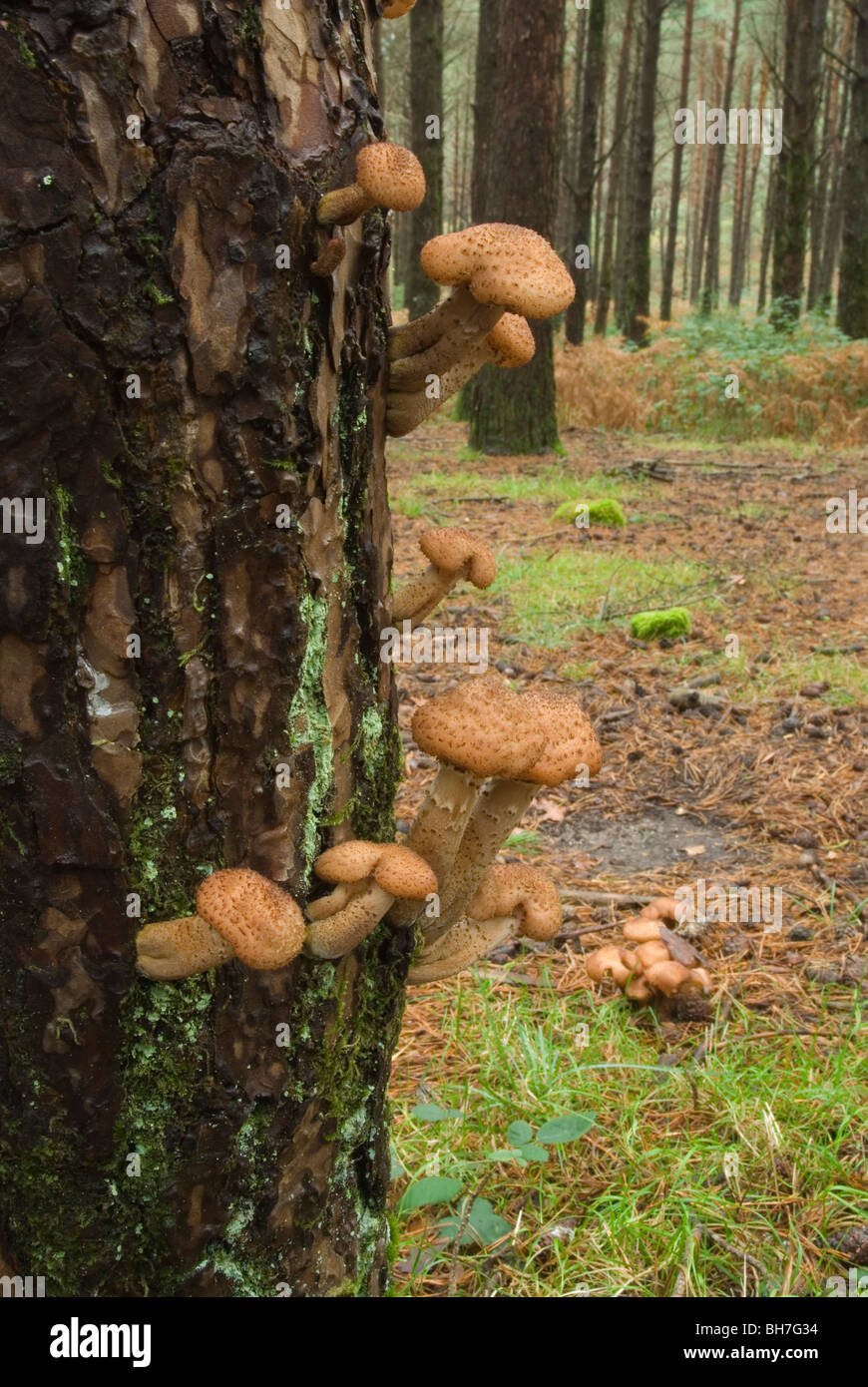 Honey mushroom commonly known as Shoestring Rot  (Armillaria ostoyae) on a pine trunk. Stock Photo