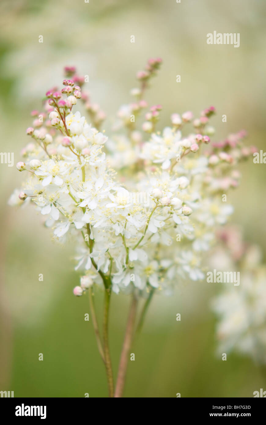 FILIPENDULA VULGARIS DROPWORT Stock Photo