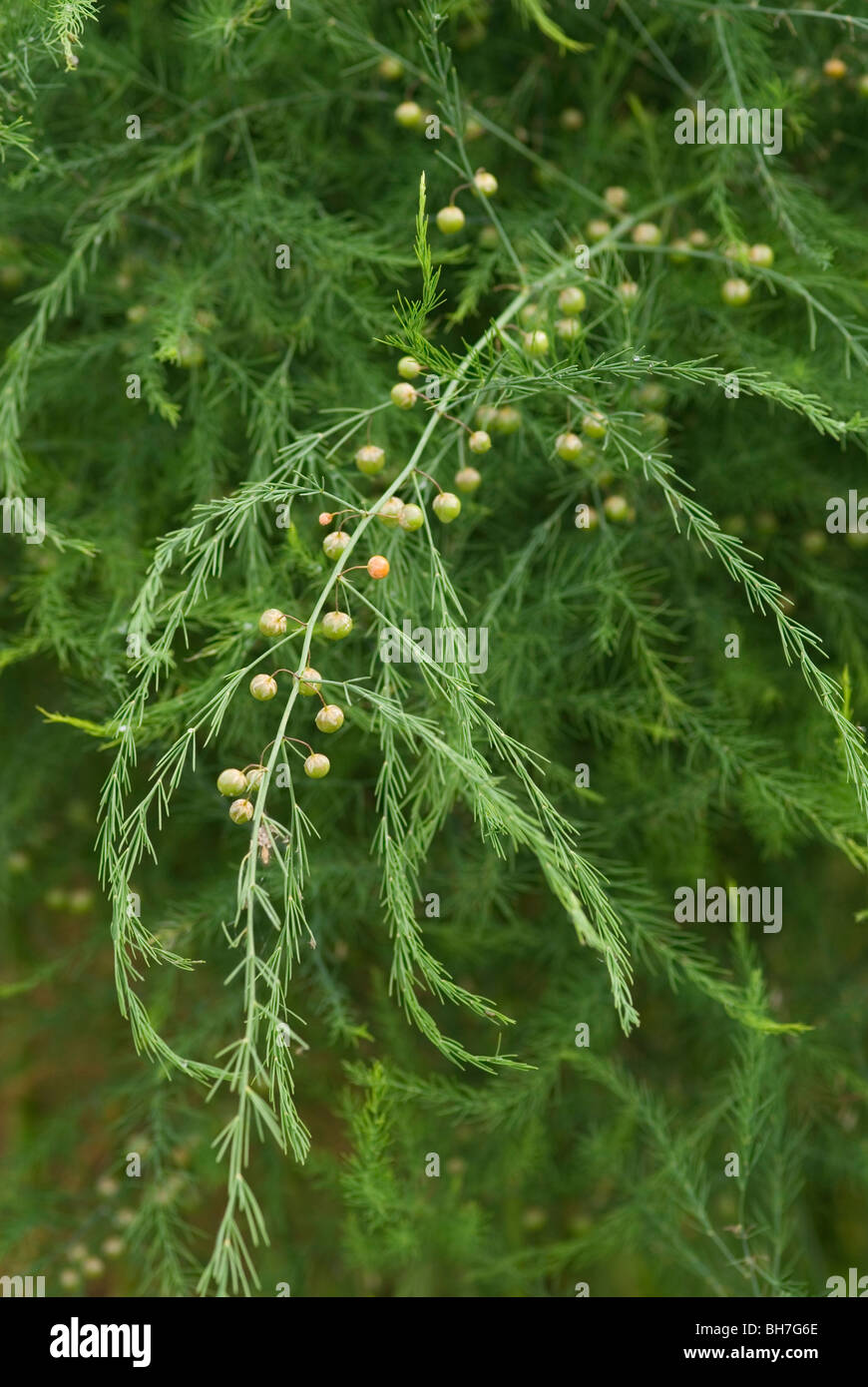 ASPARAGUS CONNOVERS COLOSSAL FOLIAGE AND BERRIES Stock Photo