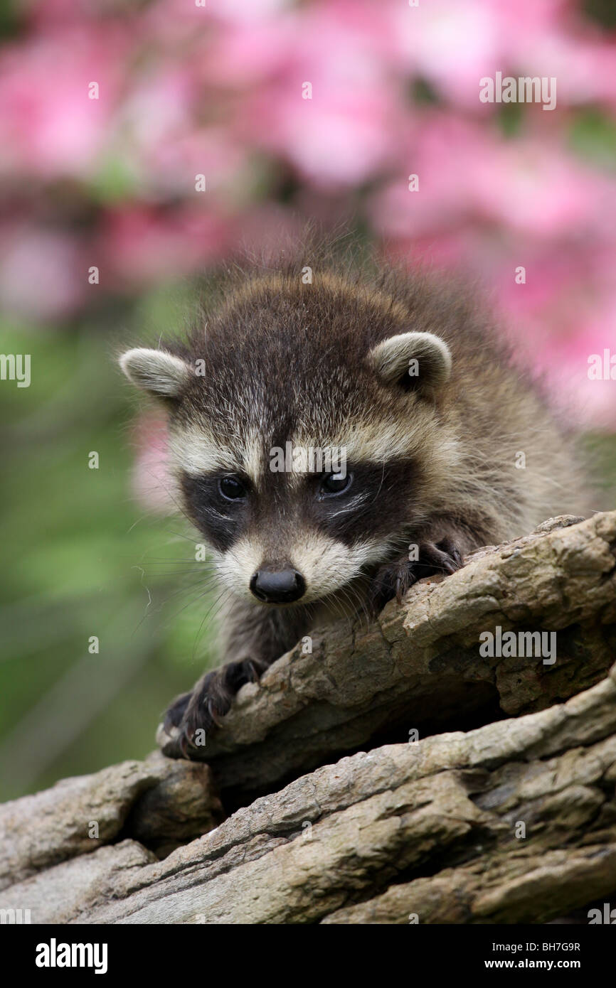 raccoon baby log flower dogwood Stock Photo