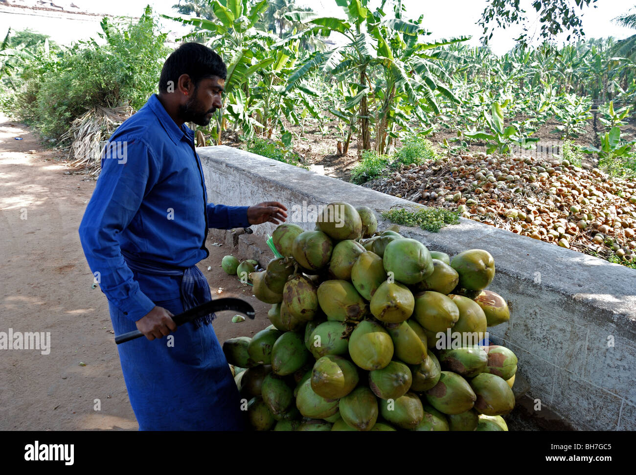 Coconut seller in Hampi, india. Stock Photo