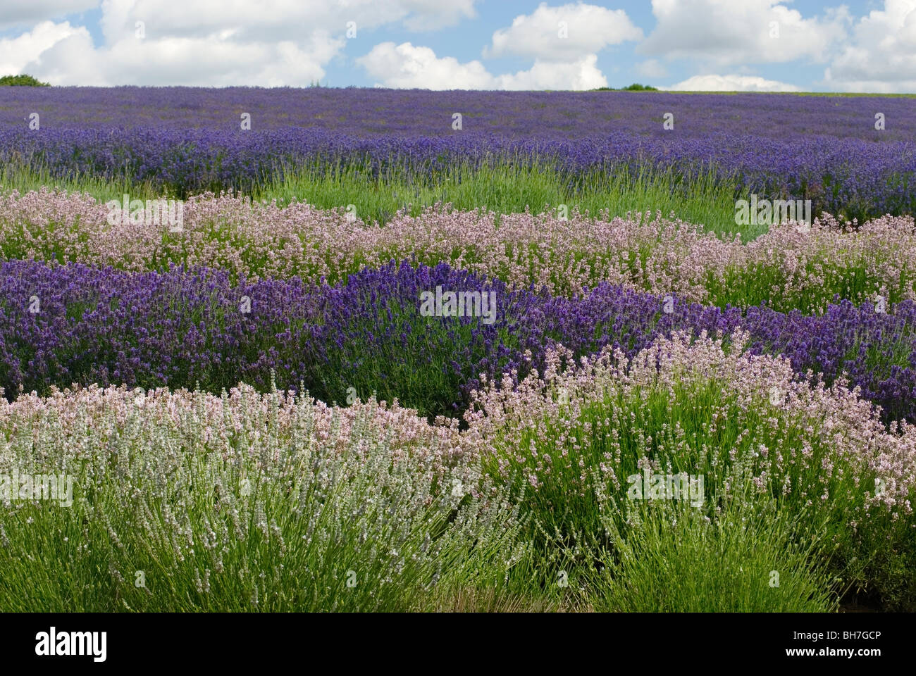 LAVANDULA ANGUSTIFOLIA LODDON BLUE AND LODDON PINK SNOWSHILL LAVENDER FARM Stock Photo