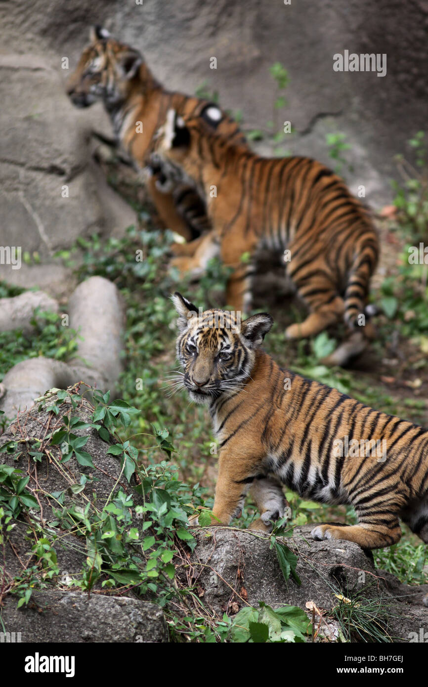 Malayan Tiger cub Cincinnati zoo Stock Photo