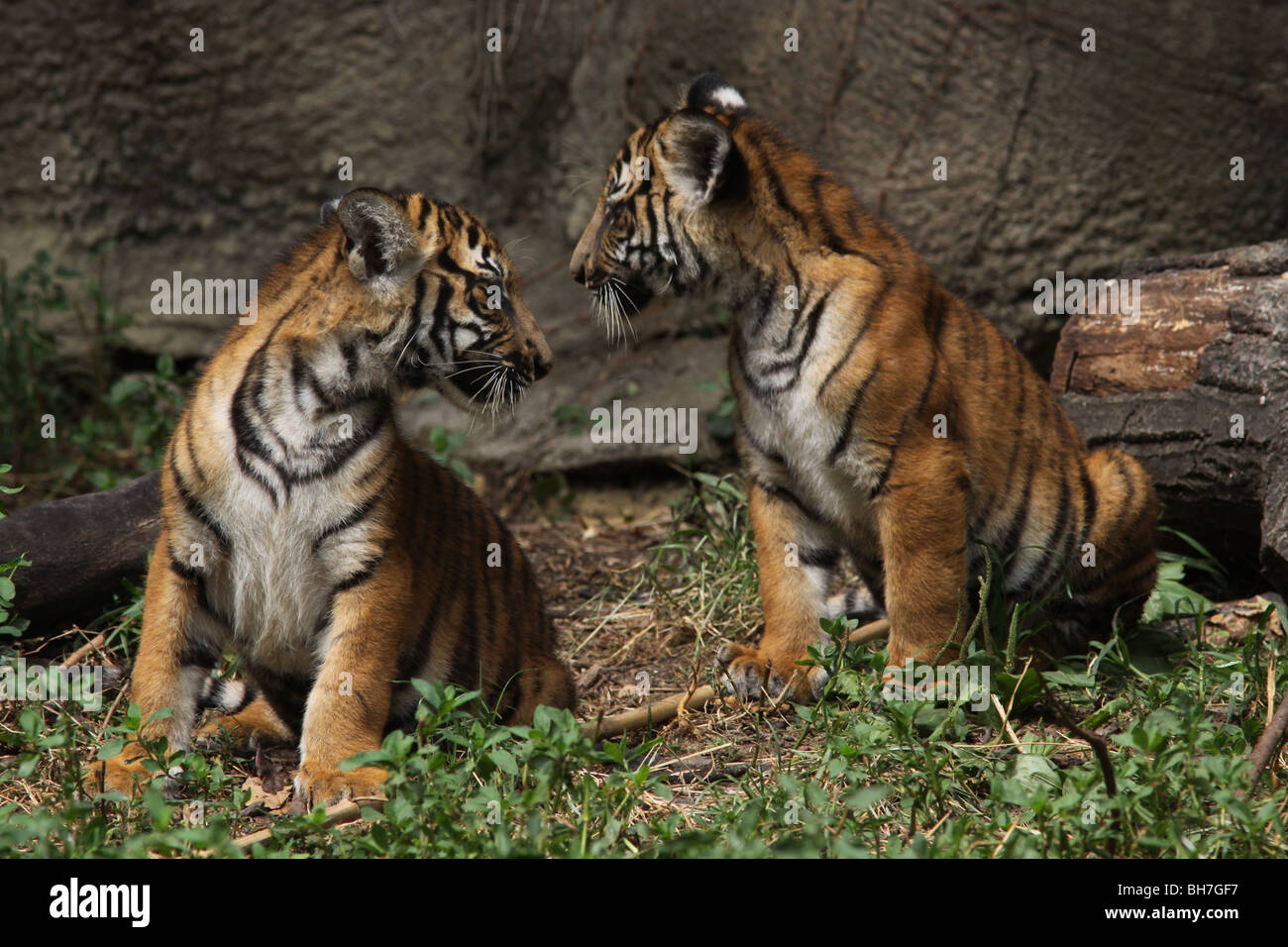 Malayan Tiger cub CIncinnati zoo Stock Photo