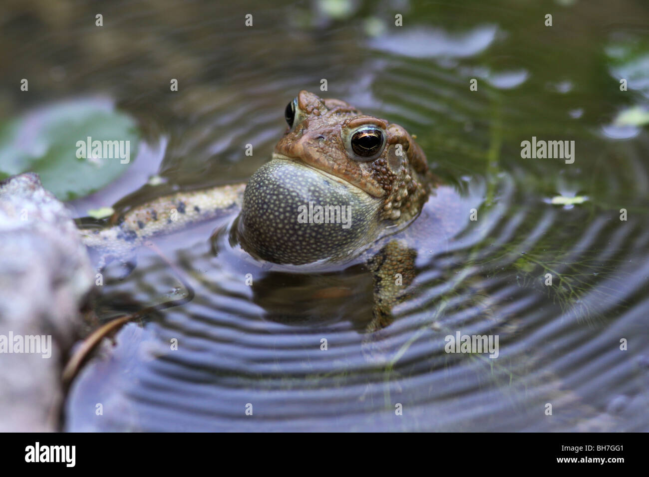 male American toad singing Stock Photo