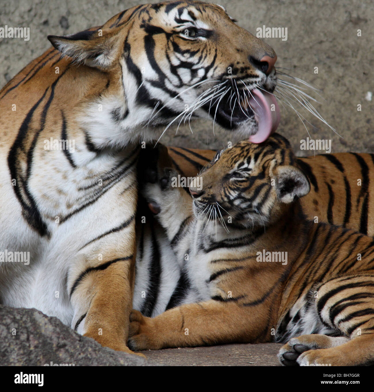 Malayan Tiger mother licking cub Cincinnati zoo Stock Photo