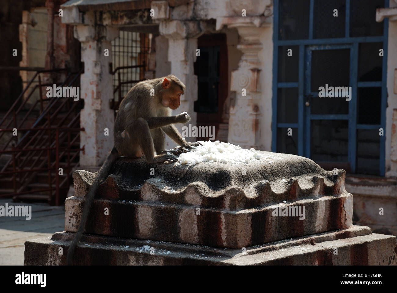 Monkey eating coconut at temple in Hampi, india. Stock Photo