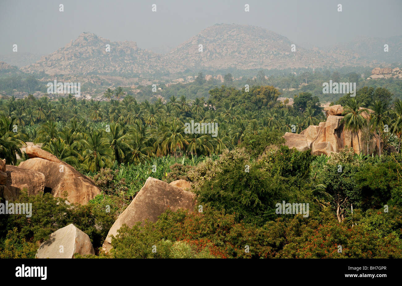 Palm trees in india hi-res stock photography and images - Alamy