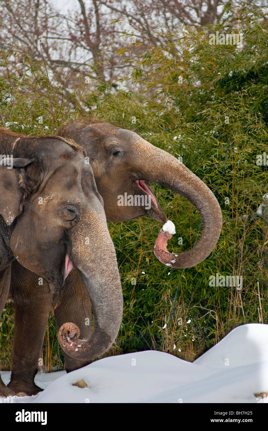 Indian Elephants eating snow! Stock Photo