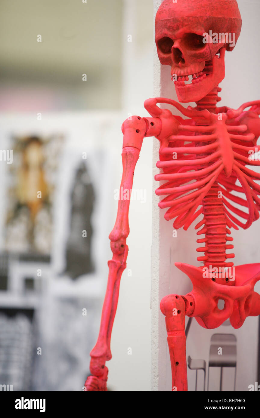 human, skeleton, anatomy, bones, skull, fun, class, red Stock Photo - Alamy