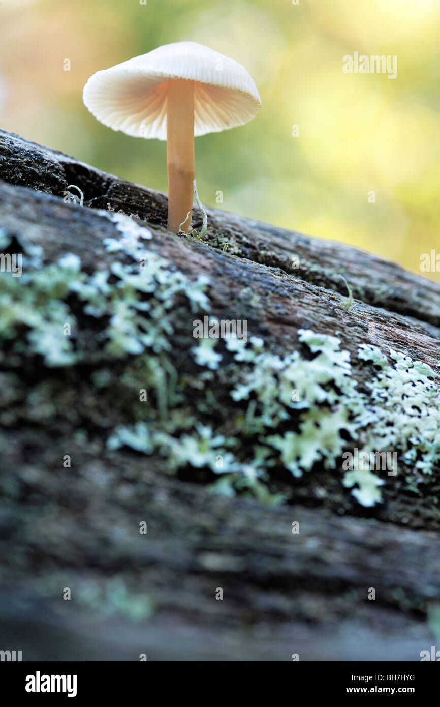 Small White Mushroom Stock Photo