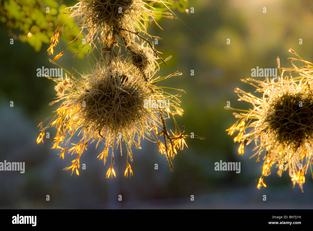 Ball Moss (Tillandsia recurvata) is an Epiphyte which grows on shade