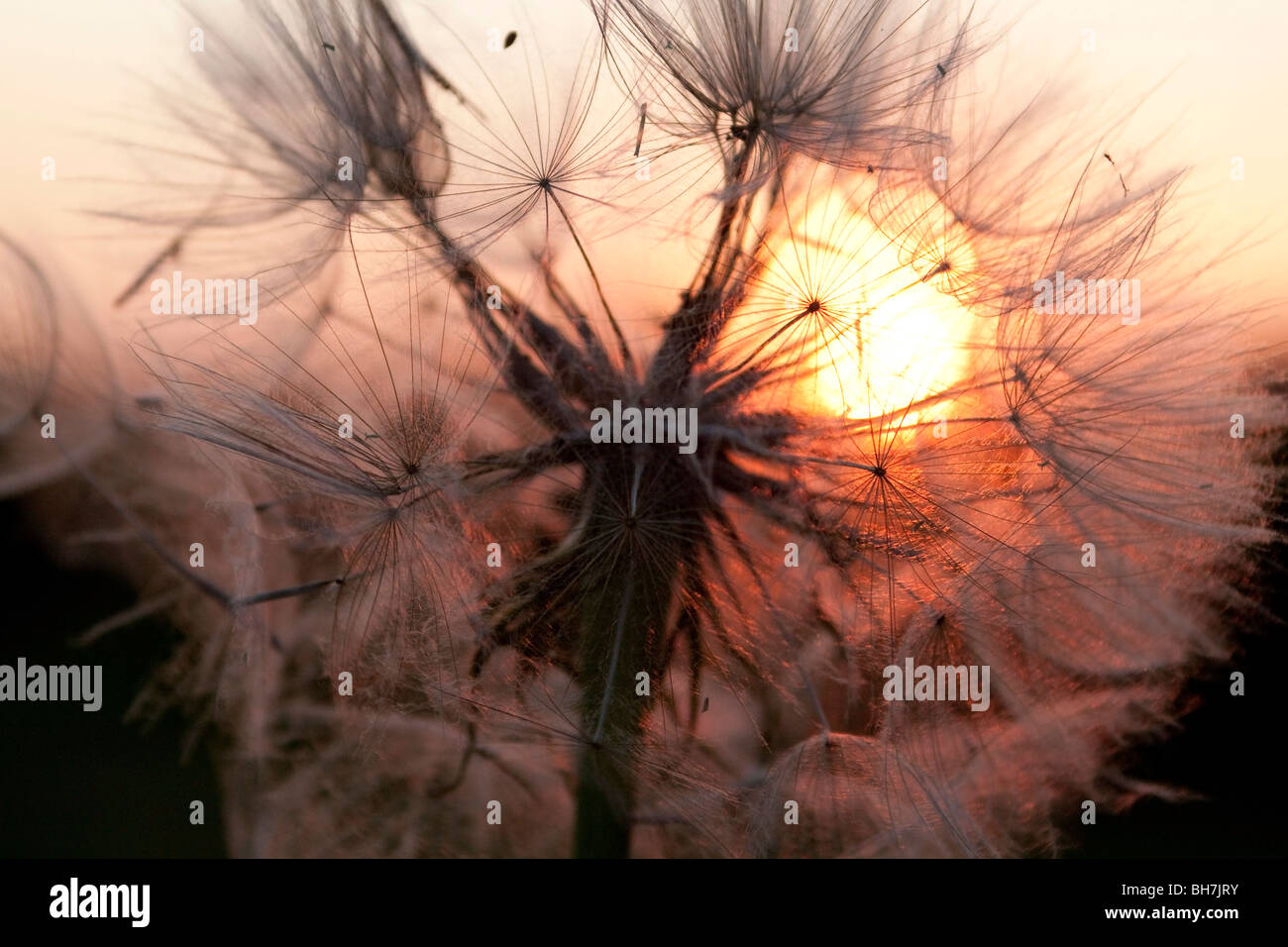 Photograph of dandelion hi-res stock photography and images - Alamy