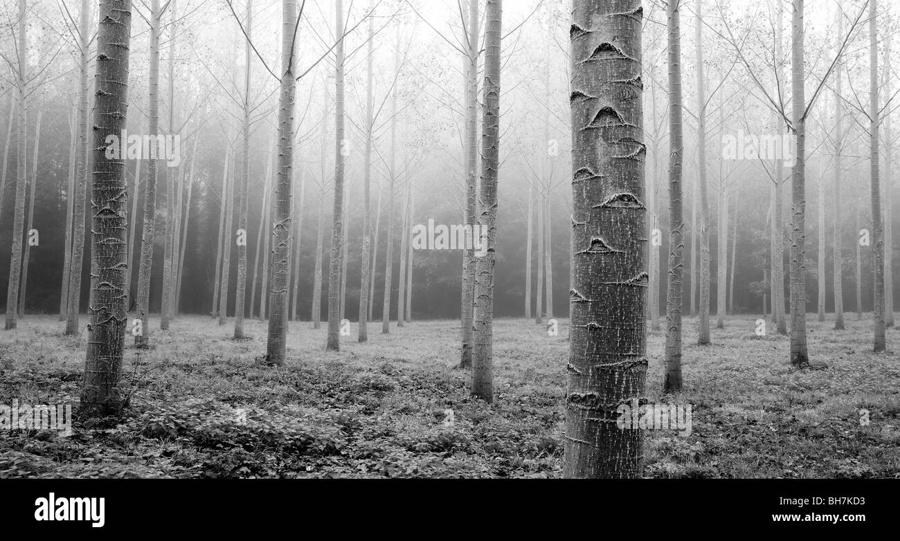 Poplar trees, on a misty morning, Carsac, Perigord Noir, Dordogne, France. Stock Photo