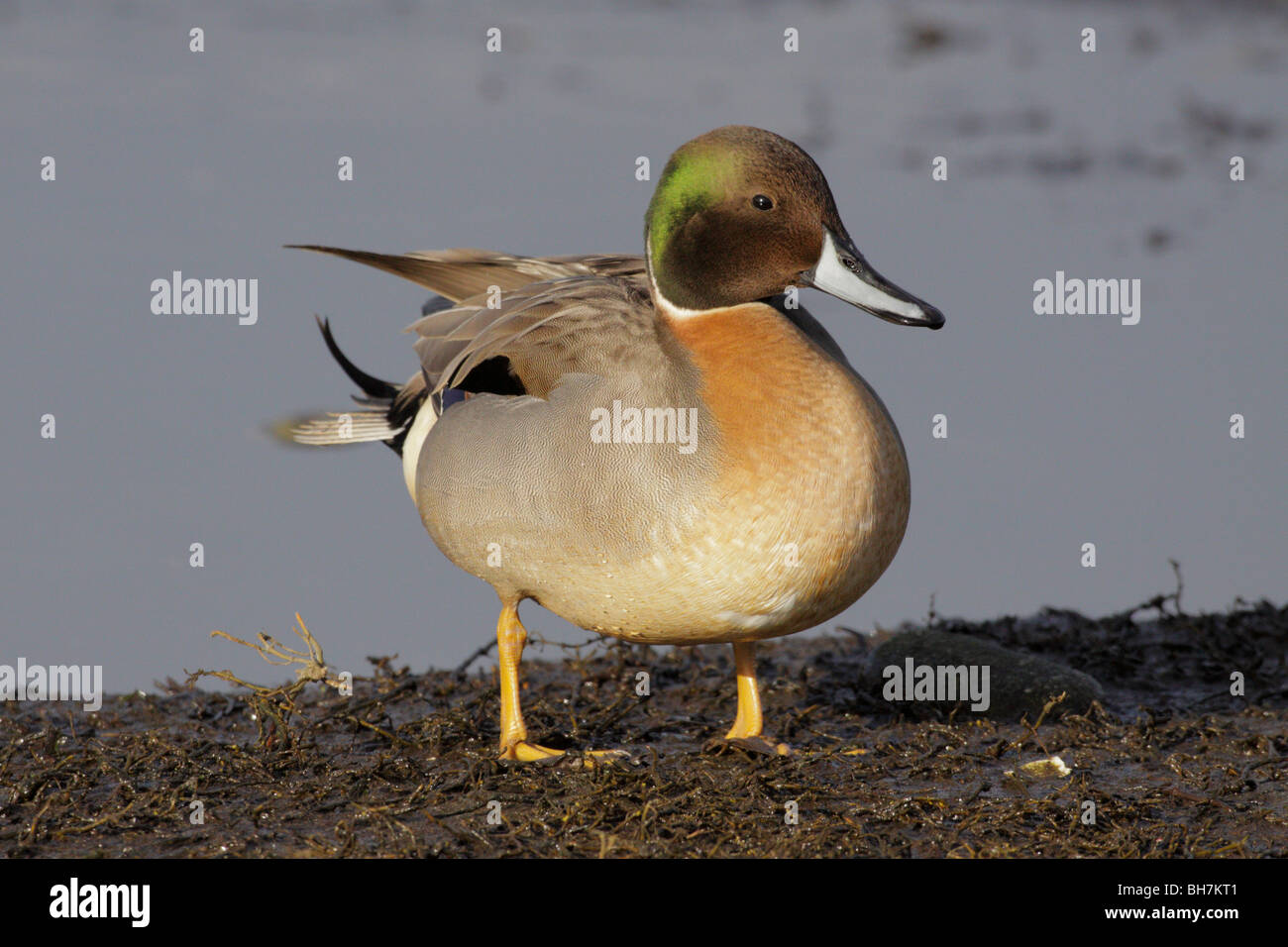Northern pintail Green winged Teal duck drake hybrid cross-Victoria, British Columbia, Canada. Stock Photo