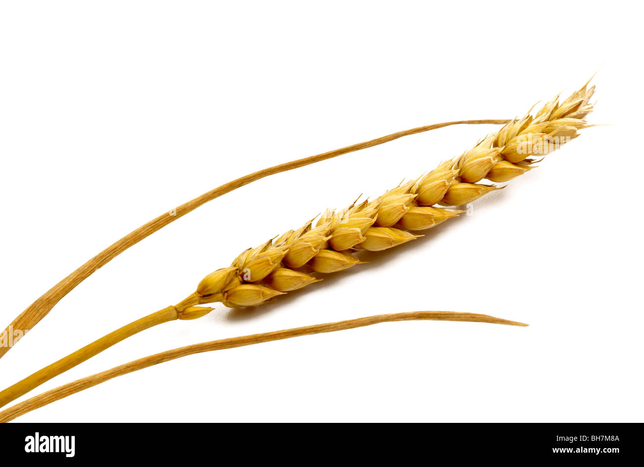 Ear of wheat on the white background with shadow Stock Photo
