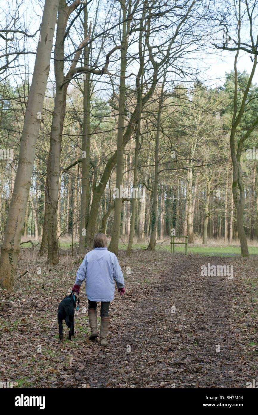 A woman walking her dog in the woods, Thetford Forest, Norfolk, UK Stock Photo