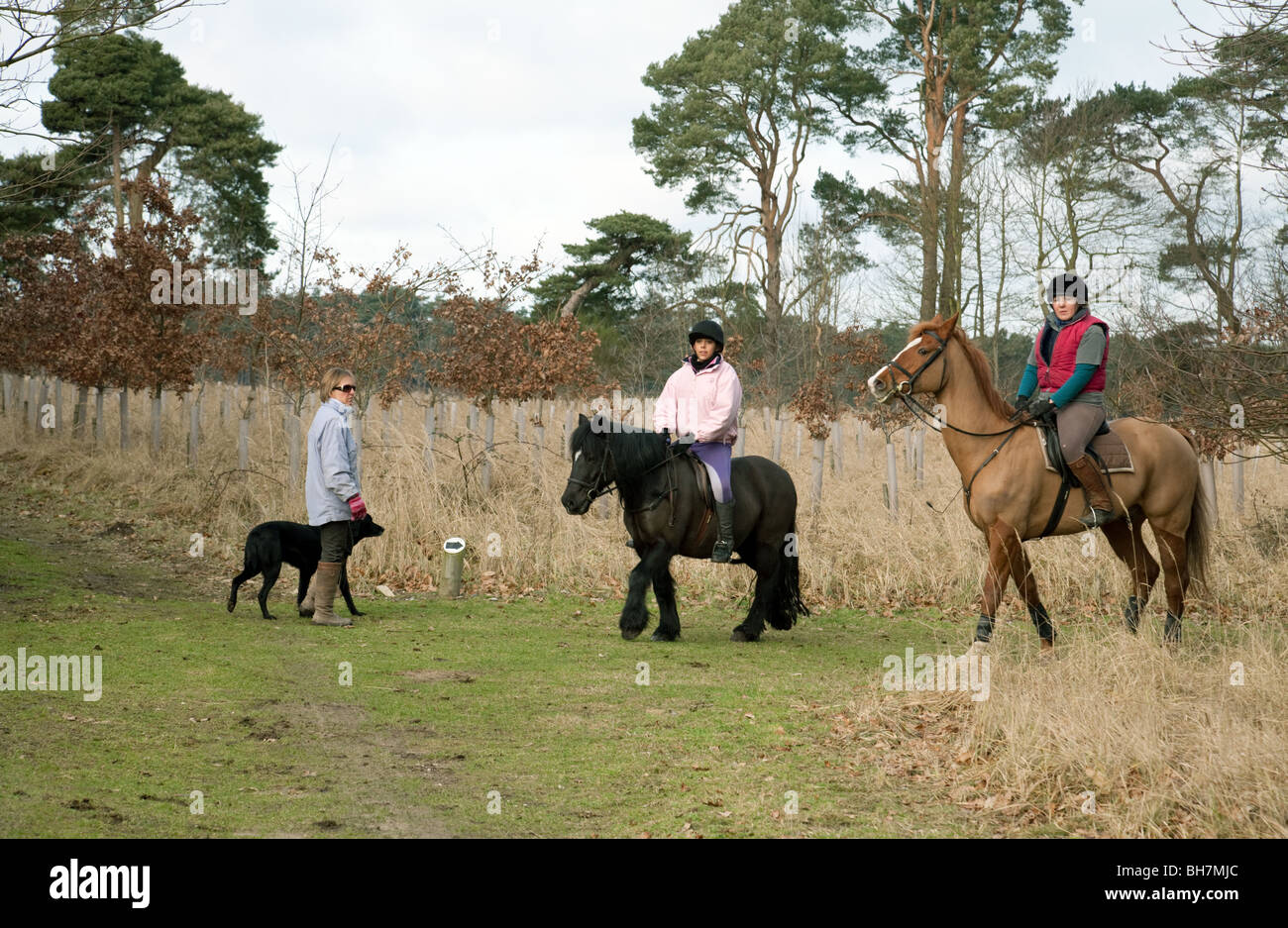 Horse riders and woman walking the dog,  Thetford Forest, Norfolk, UK Stock Photo