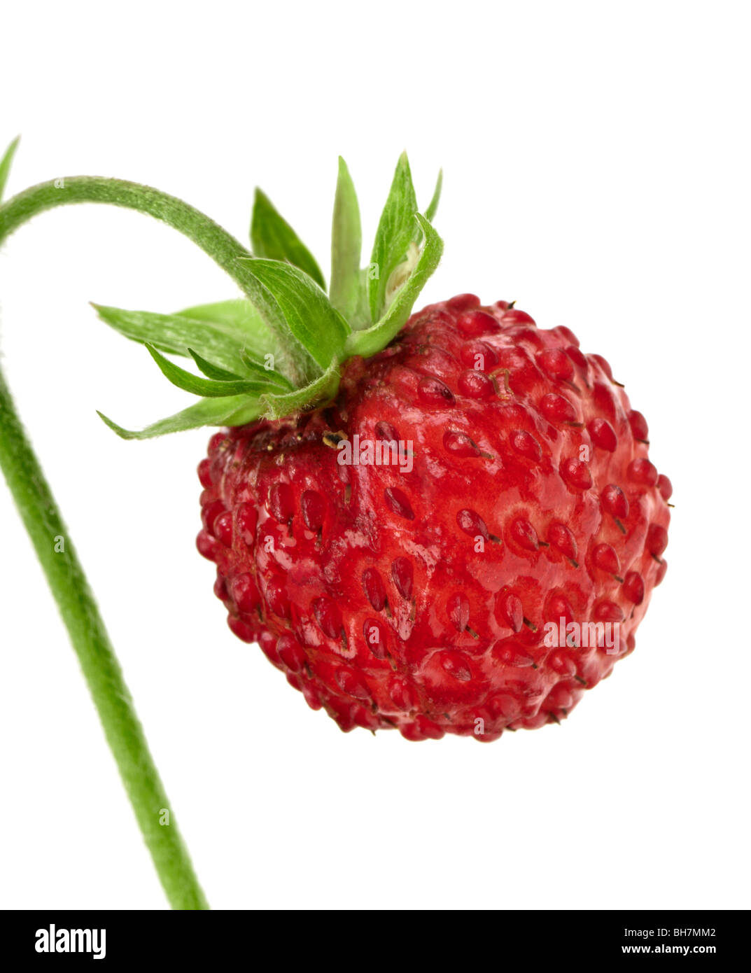 The wild strawberry on a white background. Studio shoot. Macro Stock ...