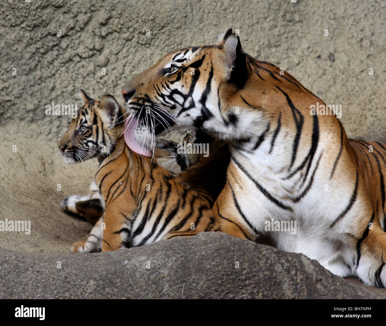 Malayan Tiger mother licking cub Cincinnati zoo Stock Photo