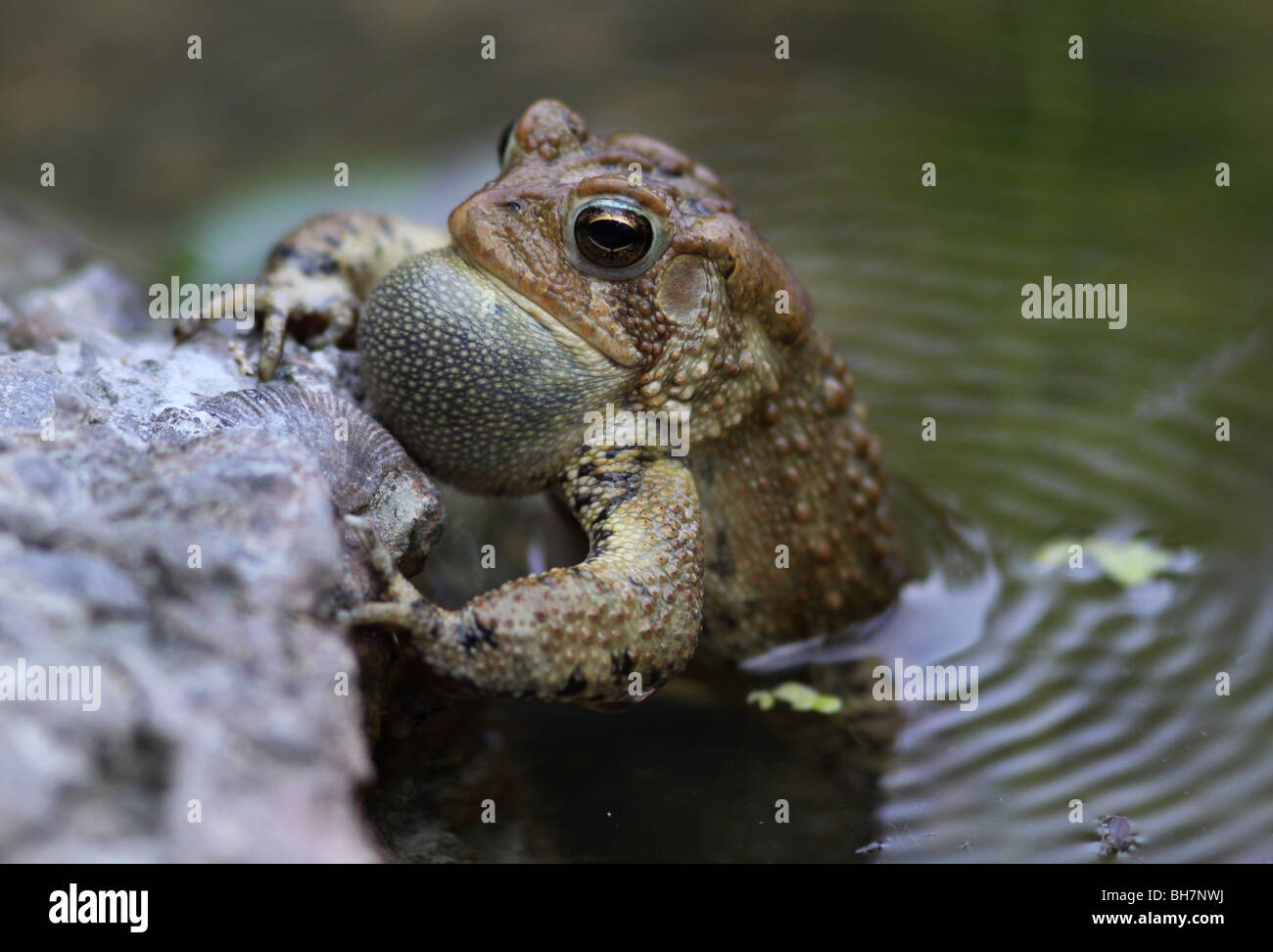 male American toad singing Stock Photo
