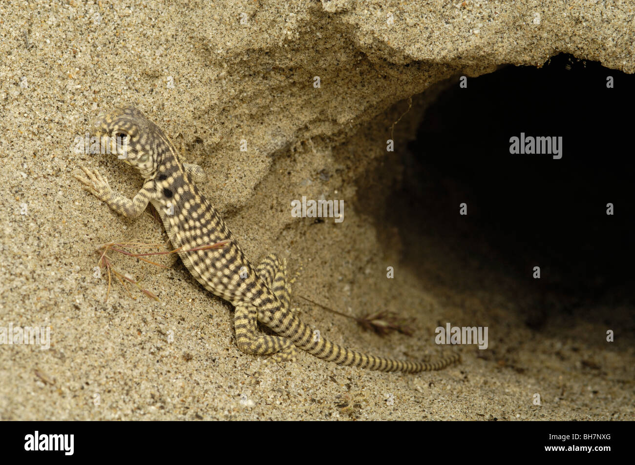 Dipsosaurus Dorsalis Dorsalis High Resolution Stock Photography and ...