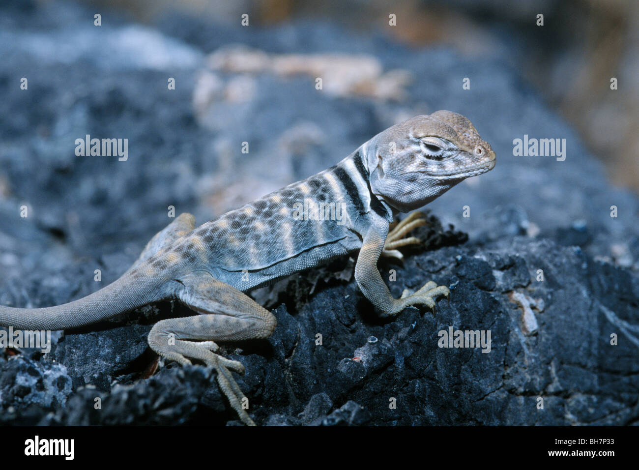 Desert collared lizard (Crotaphytus unsularis Stock Photo Alamy