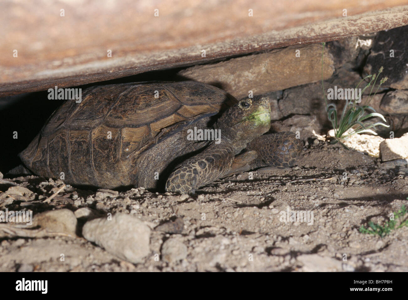 Desert tortoise (Gopherus agassizii), Sonoran Desert Stock Photo