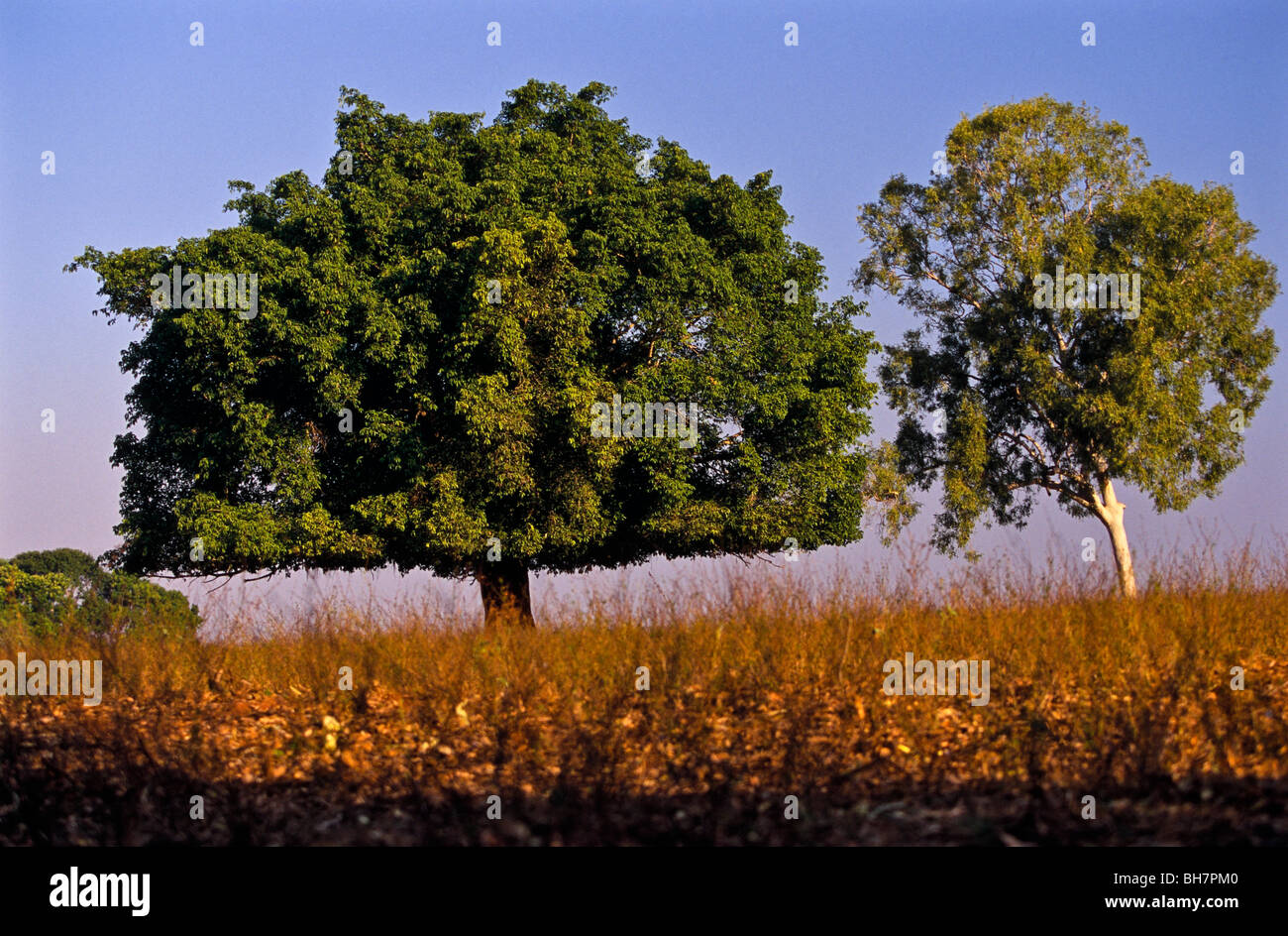Banyan Tree, "Northern Territory" Australia Stock Photo