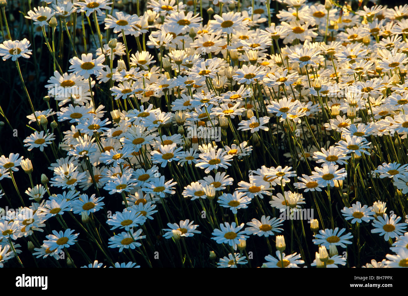 Pyrethrum crop in flower, Australia Stock Photo