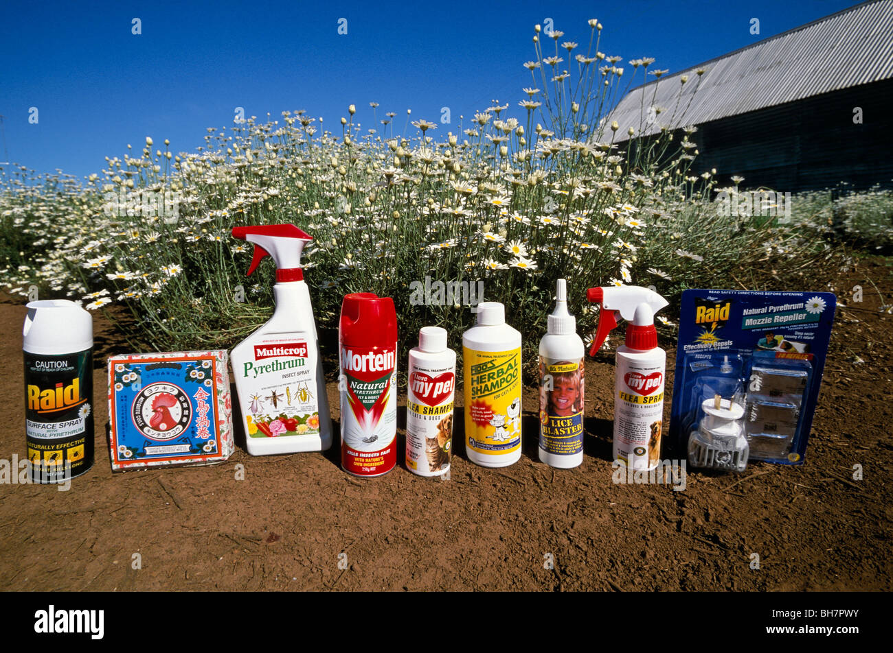 Pyrethrum-based insecticidal products with flowering pyrethrum, Australia Stock Photo