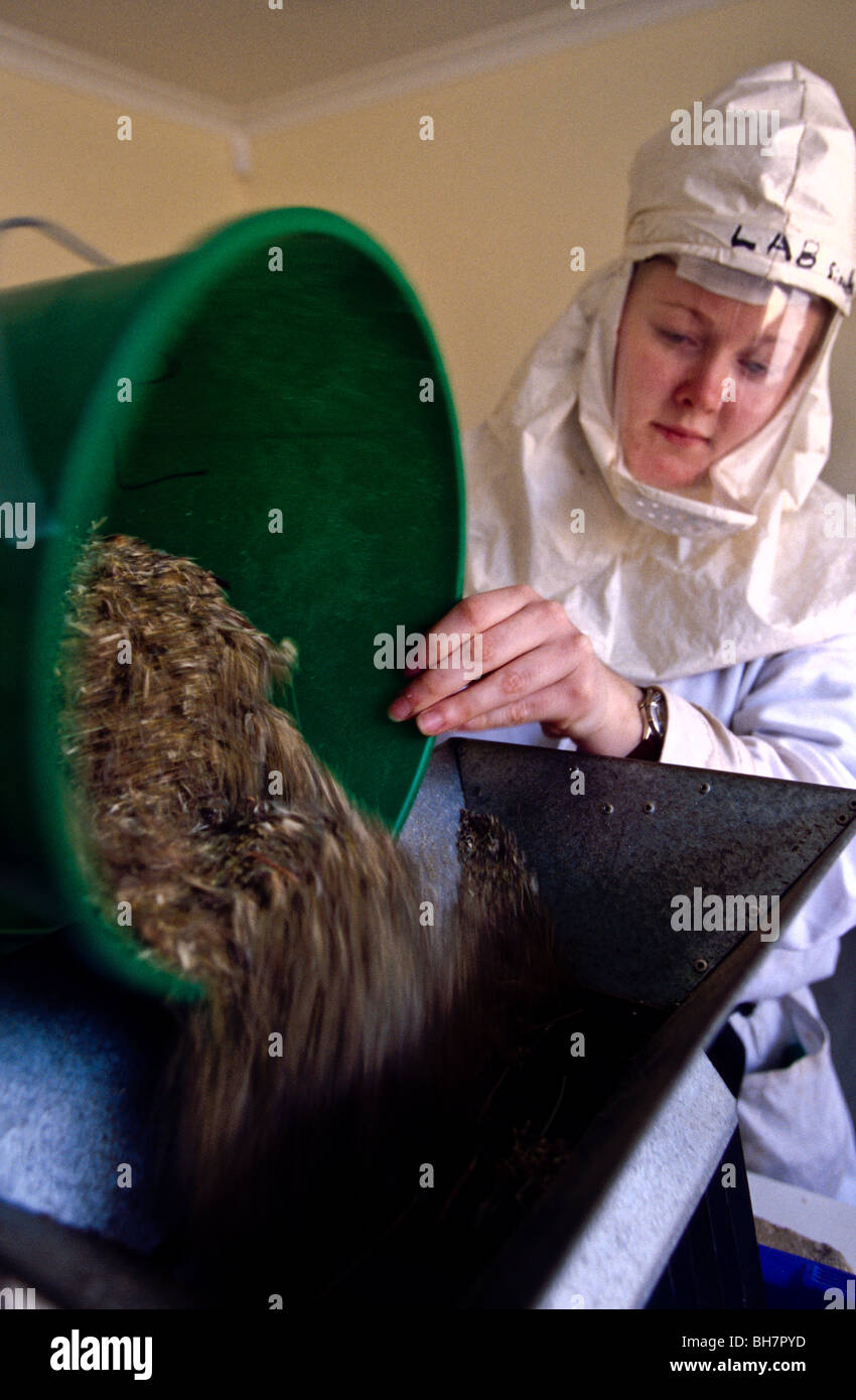 Lab assistant with pyrethrum samples, Australia Stock Photo