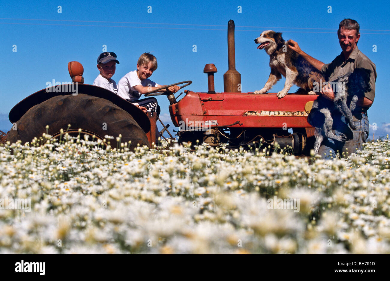 Pyrethrum grower & family, Australia Stock Photo