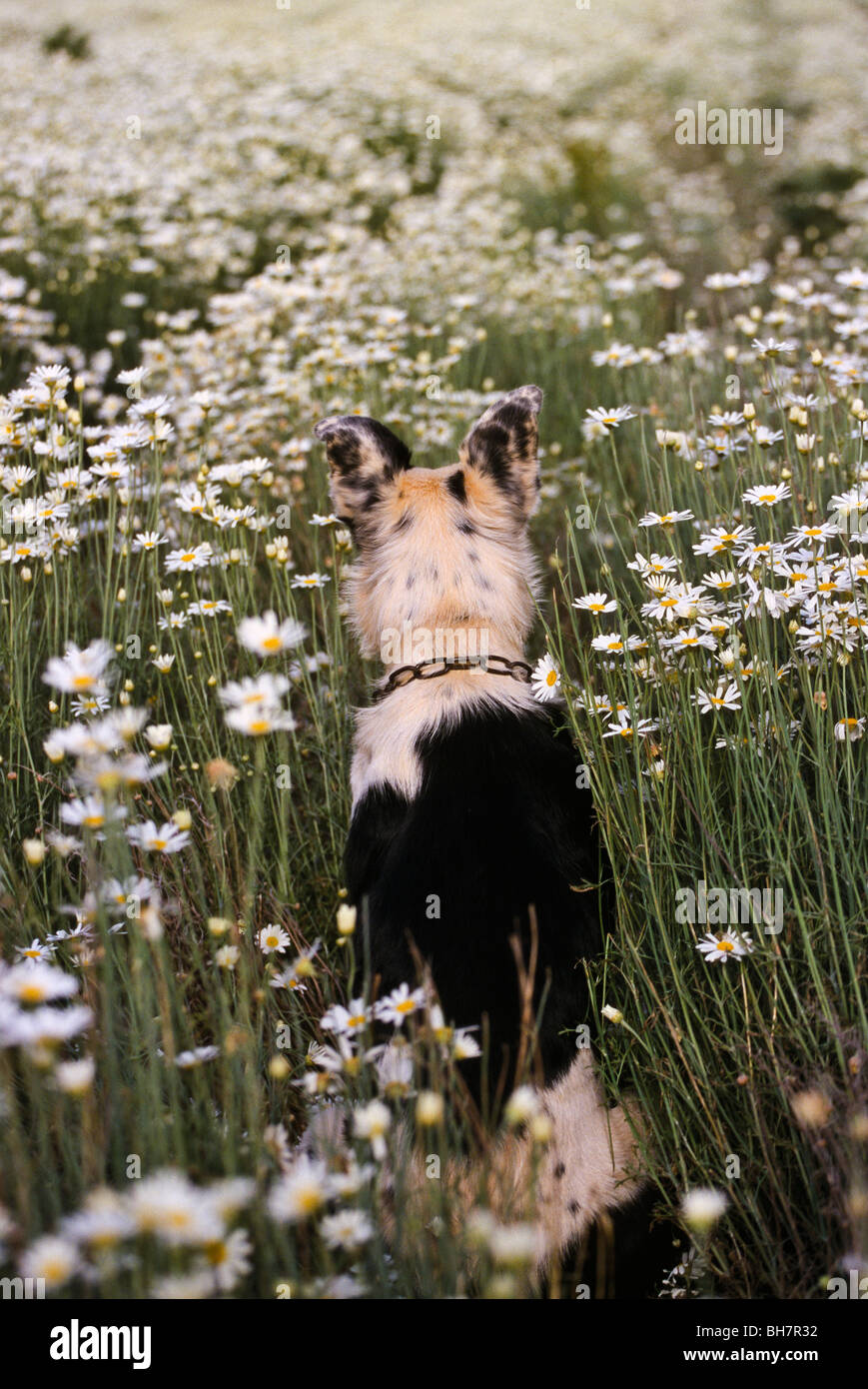 dog in flowering crop of pyrethrum, Australia Stock Photo