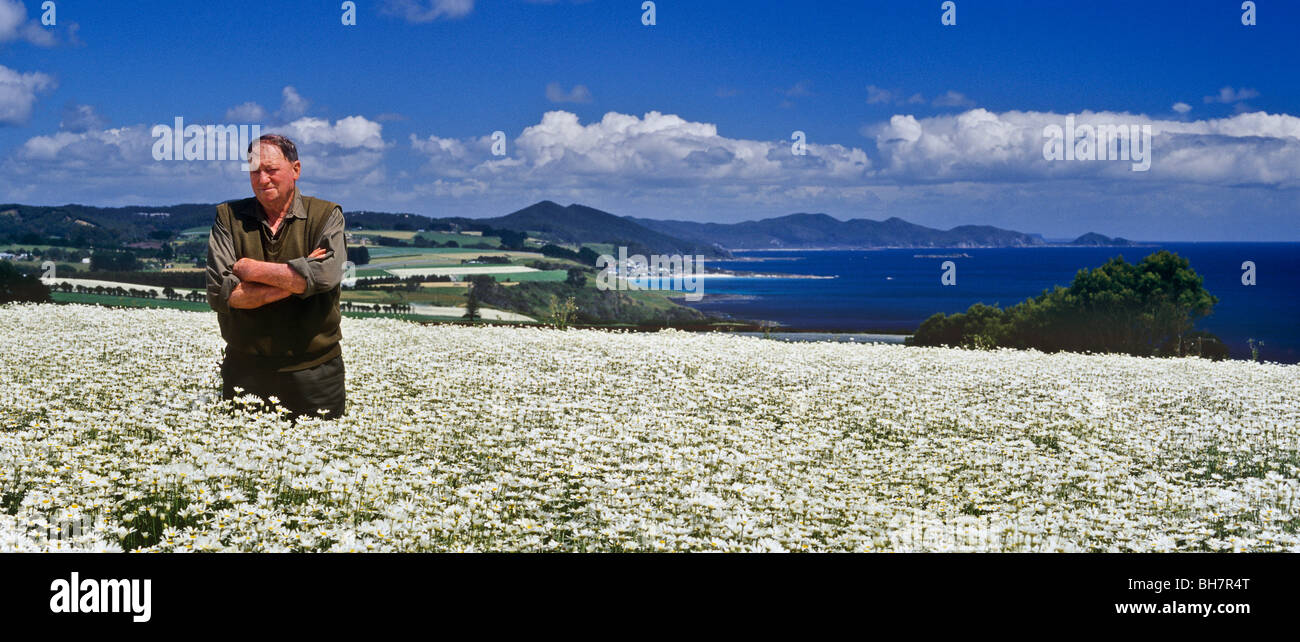 Pyrethrum grower, Tasmania  Australia Stock Photo