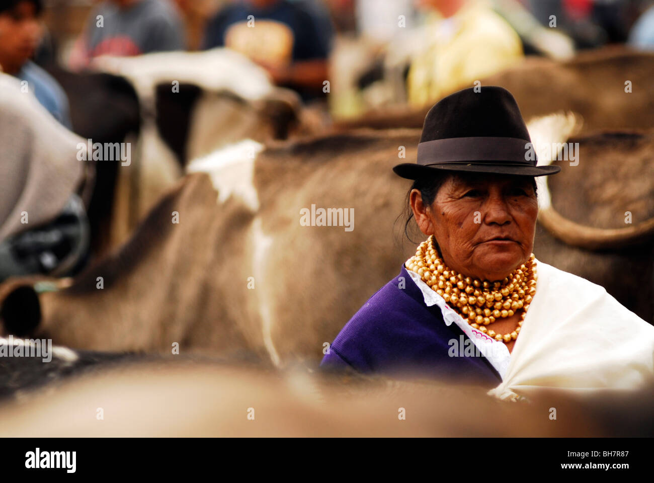 Ecuador, Otavalo, view of a senior woman wearing a black hat and multiple rows of golden pearls surrounded with cows at a cattle Stock Photo